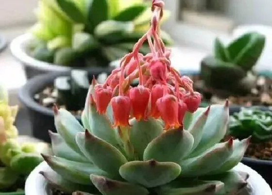 植物百科|肉肉会开花吗 开花是什么样子的