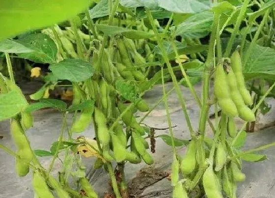 果实成熟|毛豆什么时候成熟