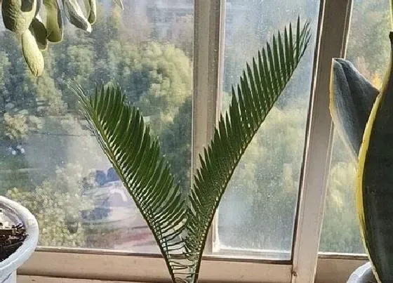 树之最|化煞的树有哪些