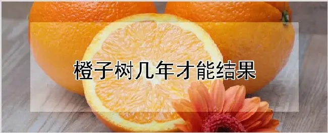 橙子树几年才能结果 | 农业技术