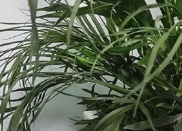 植物浇水|散尾葵多长时间浇一次水