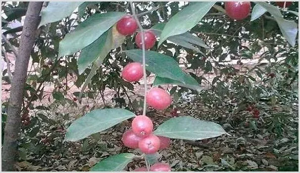 羊奶果高产种植技术讲解 | 种植资料