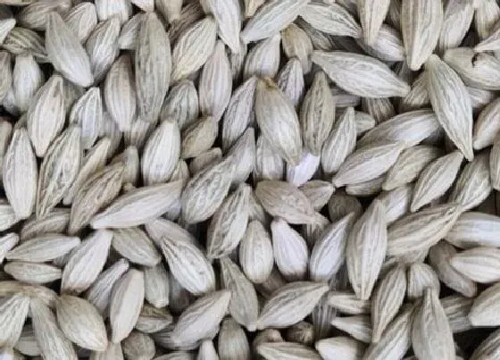 植物播种|桂花种子什么时候播种最好