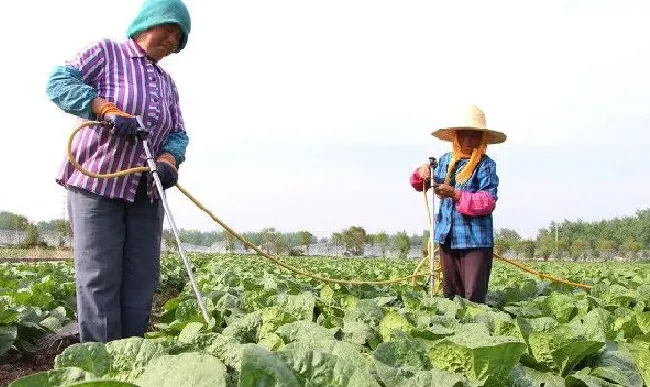 植物虫害|什么农药治蜗牛效果好（农田里蔬菜上蜗牛用什么农药清除）