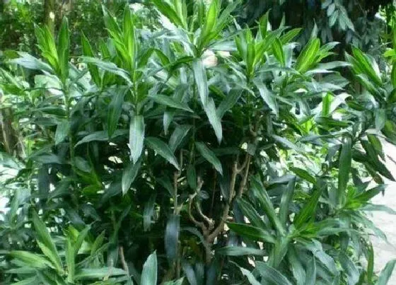 植物修剪|百合竹什么时候剪枝合适