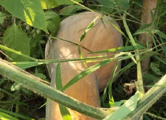植物种类|南瓜的品种有哪些图片及名称