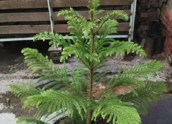 植物排行|绿色开花植物有哪些