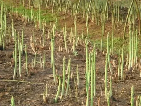 果实成熟|芦笋什么时候上市 成熟收获时间