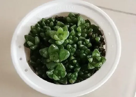 植物排行|芦荟科的植物有哪些