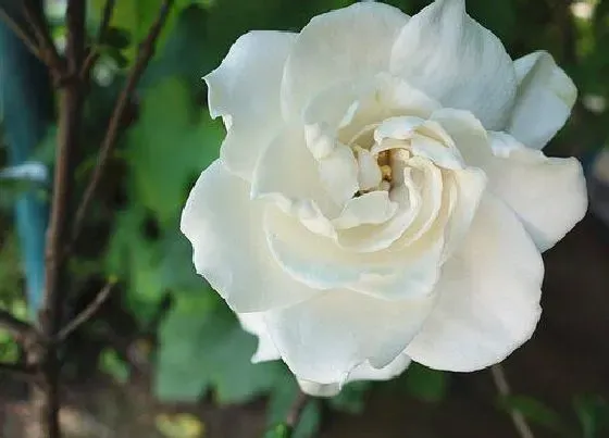 种植方法|栀子花怎么种植 栽种时间和方法