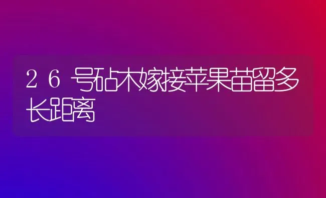 26号砧木嫁接苹果苗留多长距离 | 瓜果种植