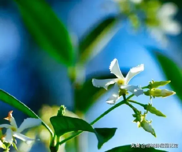 植物扦插|络石藤可以扦插吗（花叶络石藤嫩枝繁殖多久生根成活）