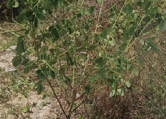 植物种类|决明子和咖啡豆是一种植物吗