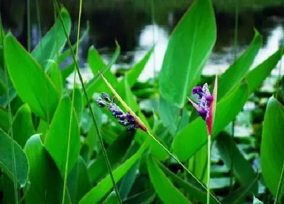 生长环境|再力花的生长环境及生长地方条件