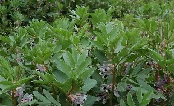 种植管理|兰花豆种植时间 什么季节栽种最好