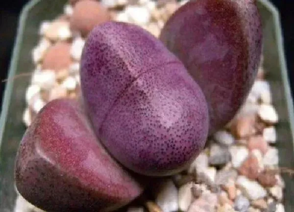 植物生根|如何让生石花快速生根
