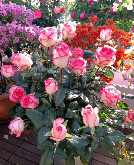 植物百科|艾莎月季花优缺点（灌木月季艾莎耐热耐晒，花径大长势慢）