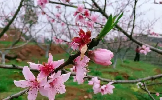 摆放常识|风水学中院子里不能种什么树（农村庭院里不适合栽的树）