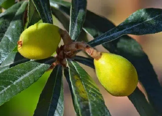 植物百科|枇杷属于什么植物类型