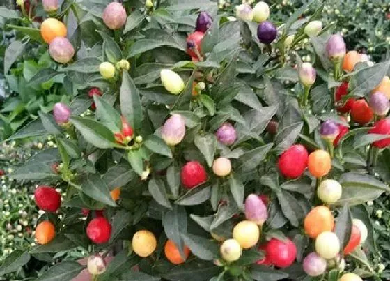 食用科普|彩椒是热性还是凉性
