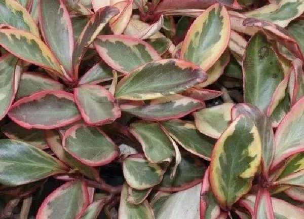 植物浇水|红边椒草多久浇一次水