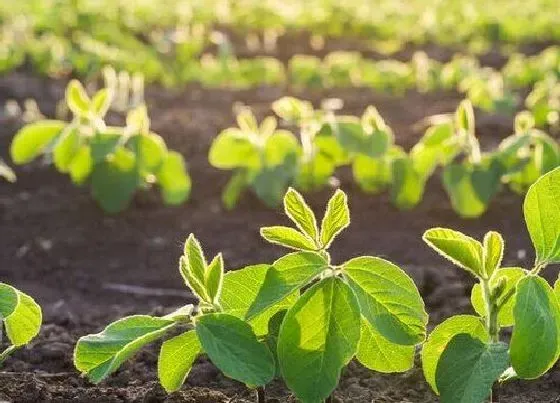 种植土壤|大豆适合什么土壤种植