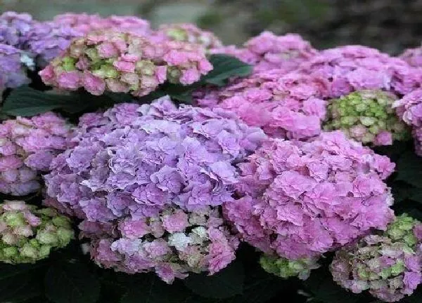 养殖科普|绣球花喜水吗