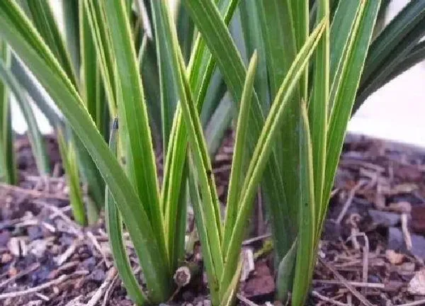 植物换土|墨兰怎么换土换盆