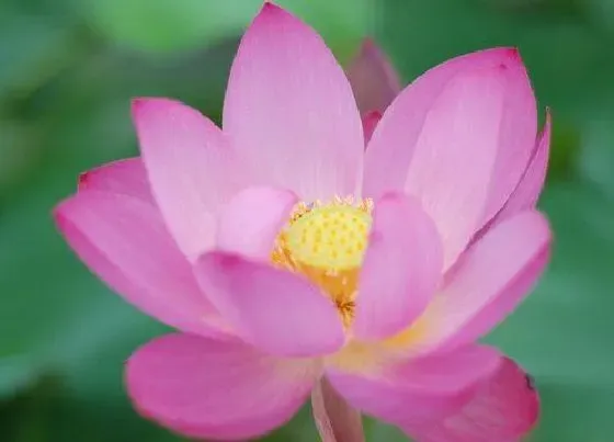 摆放常识|家里养荷花风水禁忌 家中养荷花风水上有说法吗