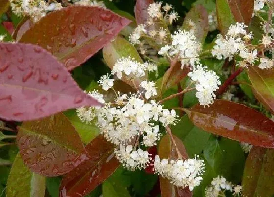 植物百科|红叶石楠开花吗 开花样子（图片欣赏）