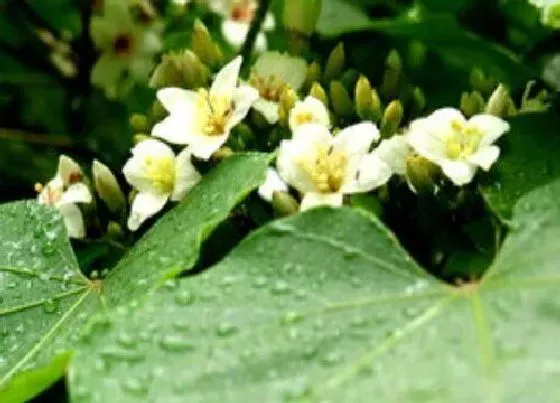 开花时间|油桐花什么时候开花 开花时间是几月