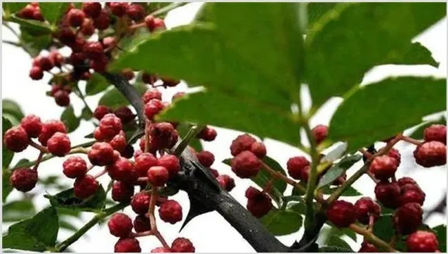 种花椒树有哪些忌讳 | 种植资料