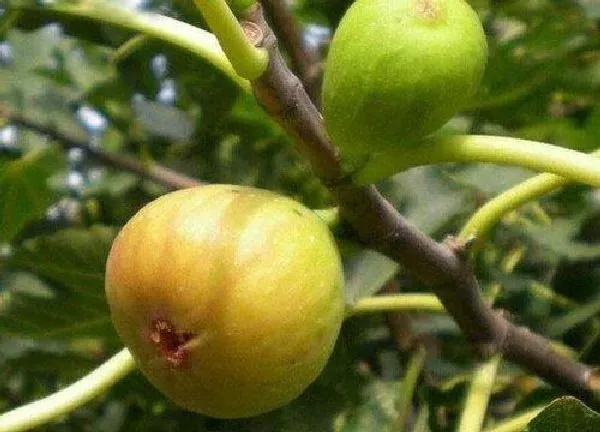 养殖科普|无花果喜欢太阳吗
