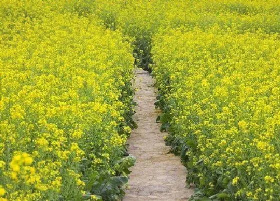 开花时间|油菜花什么时候开花 开花季节