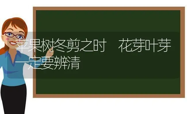 苹果树冬剪之时 花芽叶芽一定要辨清 | 瓜果种植