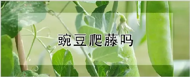 豌豆爬藤吗 | 种植技术