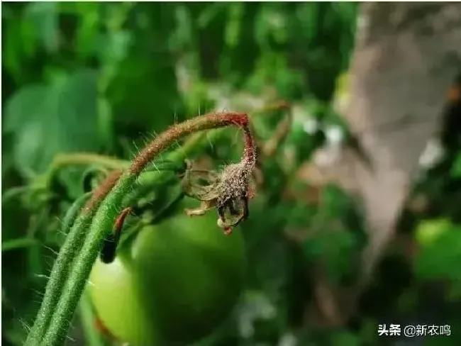 植物病害|番茄灰霉病的发病规律与症状特点（西红柿灰霉病防治方法）