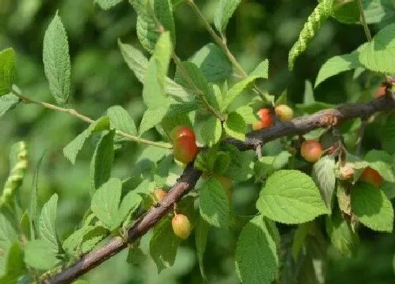 种植百科|湖南郴州可以种樱桃吗