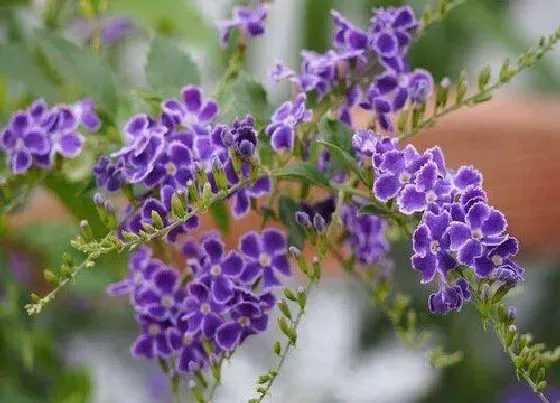 开花时间|巧克力花什么时候开花