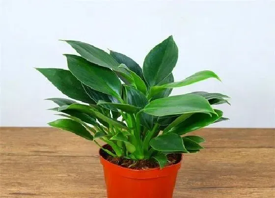 植物繁殖|金钻怎么繁殖方法和注意事项