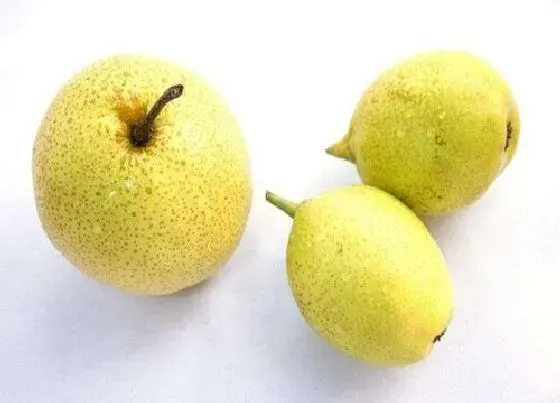 植物产地|驻马店盛产什么水果