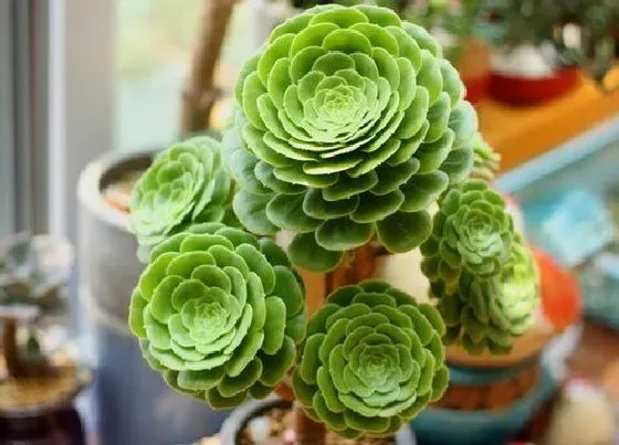 植物修剪|玉龙观音怎么修剪方法