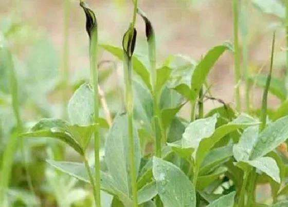 植物虫害|半夏病虫害防治与管理方法