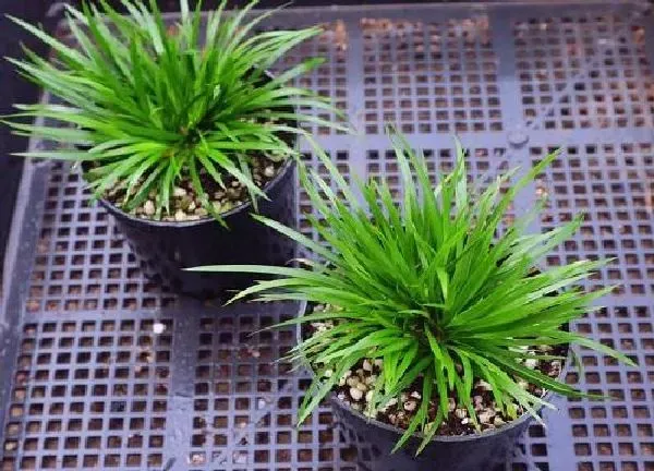 植物浇水|蒲草浇水时间和正确方法