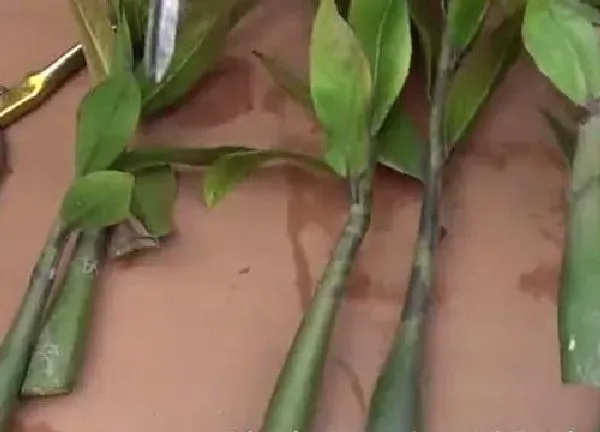 植物扦插|金钱树可以插枝吗