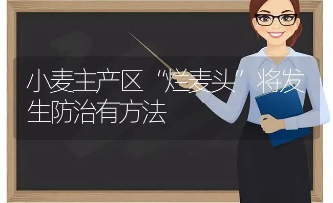 小麦主产区“烂麦头”将发生防治有方法 | 粮油作物种植