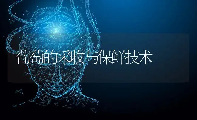 葡萄的采收与保鲜技术 | 瓜果种植