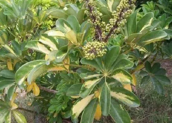 植物百科|鸭脚木开花吗 花期多长时间