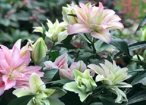 养殖科普|百合怕晒太阳吗