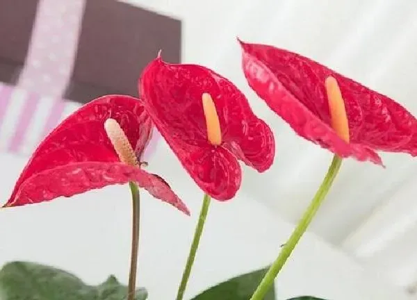 养殖科普|红掌花好养吗 养殖方法和养护要点